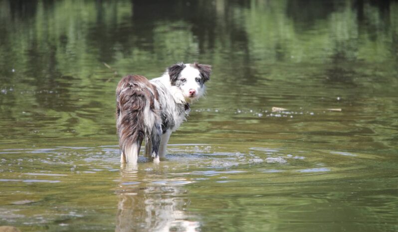 Pavla Haluzová – Fotografka Retroride: Veterány, Historická, Klasická I Sportovní Auta.